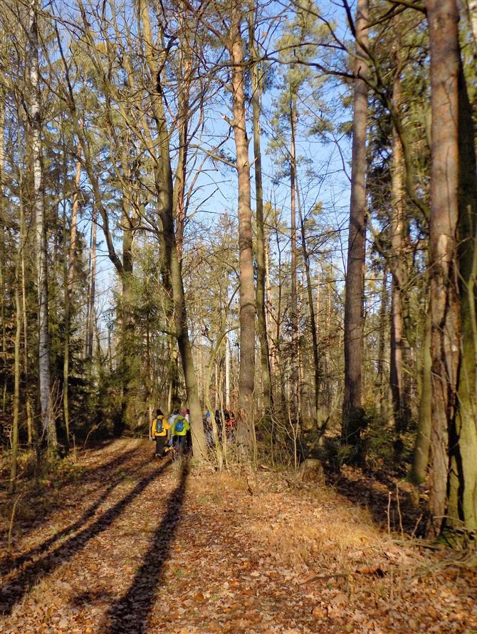 Vysoké Chvojno