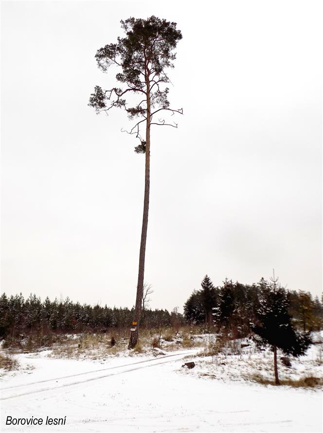 Hradecké lesy