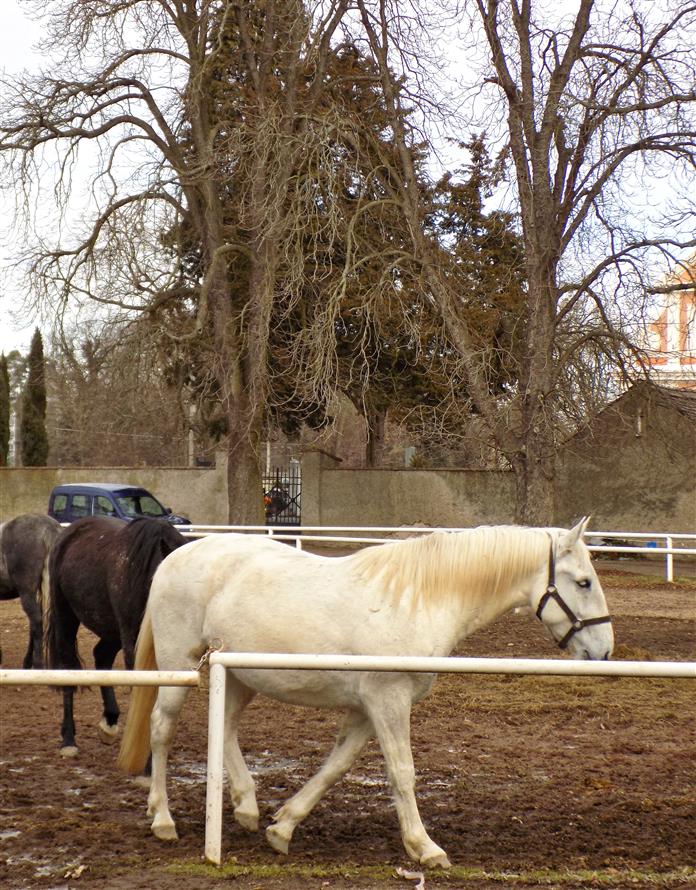 Kladruby - Přelouč