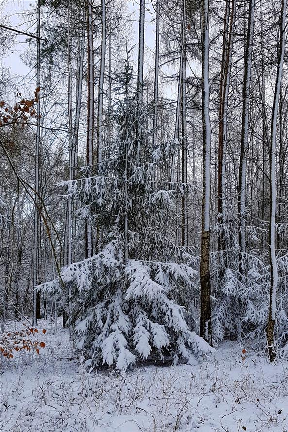 Velichovky - Černožiced