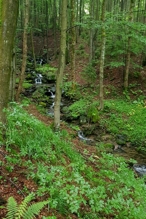 Sportovní klub Turista _Deštná v Orlických horách