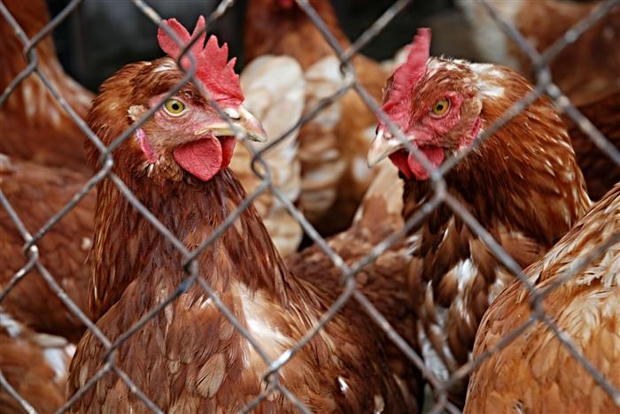SVS ruší mimořádná veterinární opatření omezující venkovní chov drůbeže