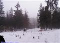 Kostelecké zimní lesy