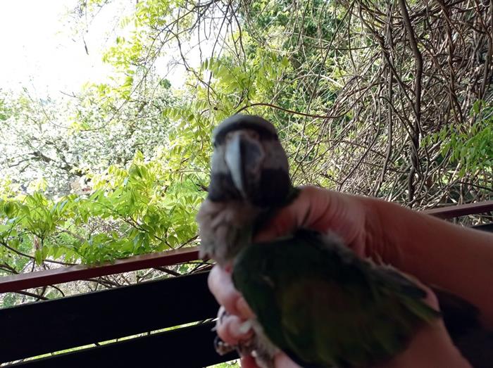 foto nalezeného papouška
